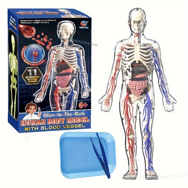 Educational 28 Piece Body Puzzle Set for Anatomy Organs